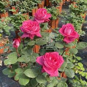 CHARLIES ROSE (hybrid tea)